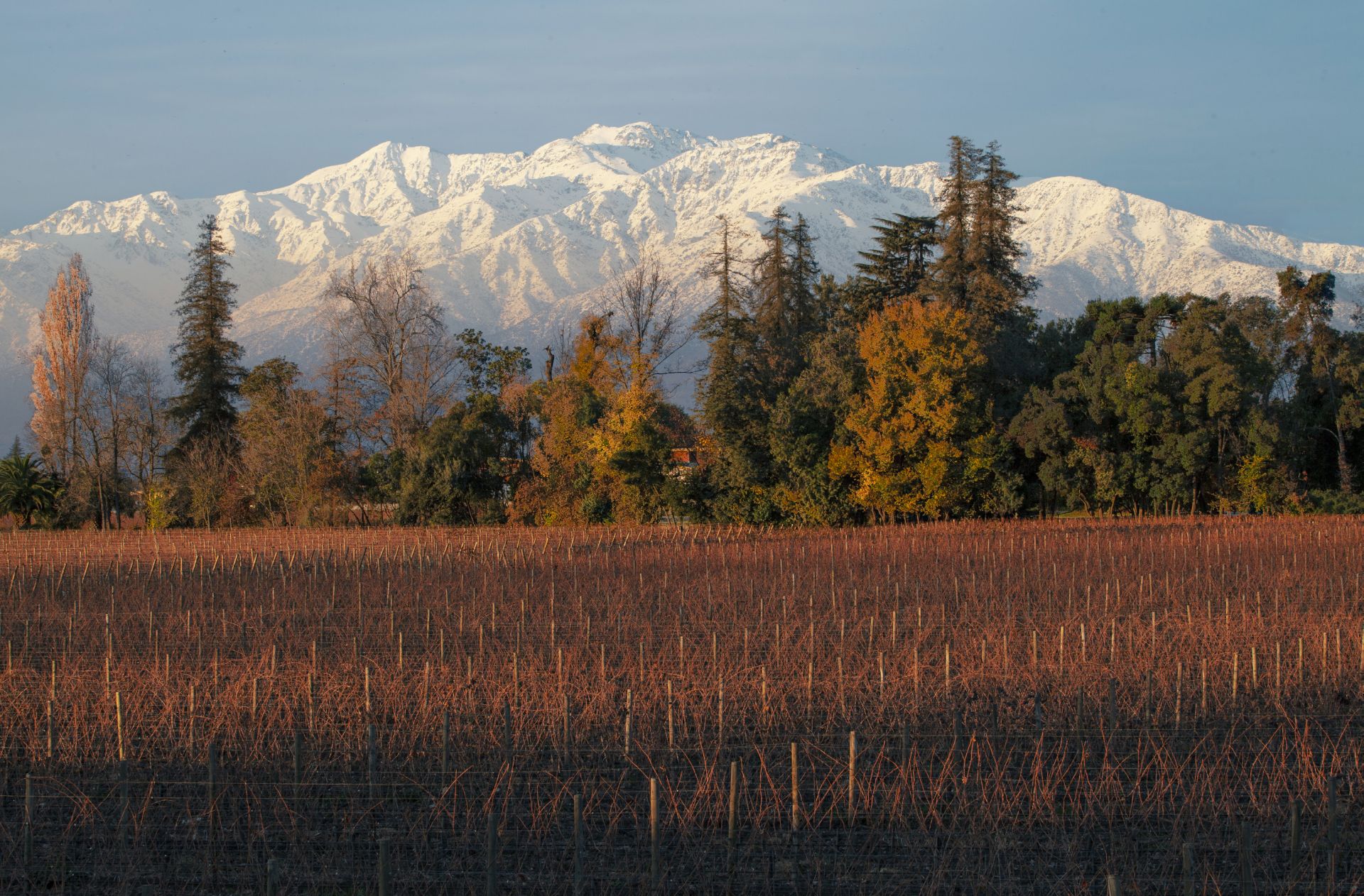 Image de Masterclass: Viñedo Chadwick