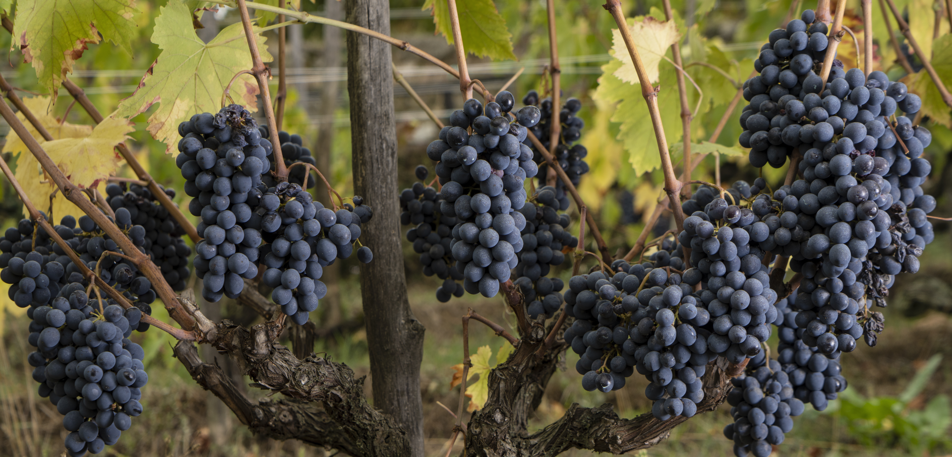 Picture of Open Tasting: Bibi Graetz - Arvino Lugano